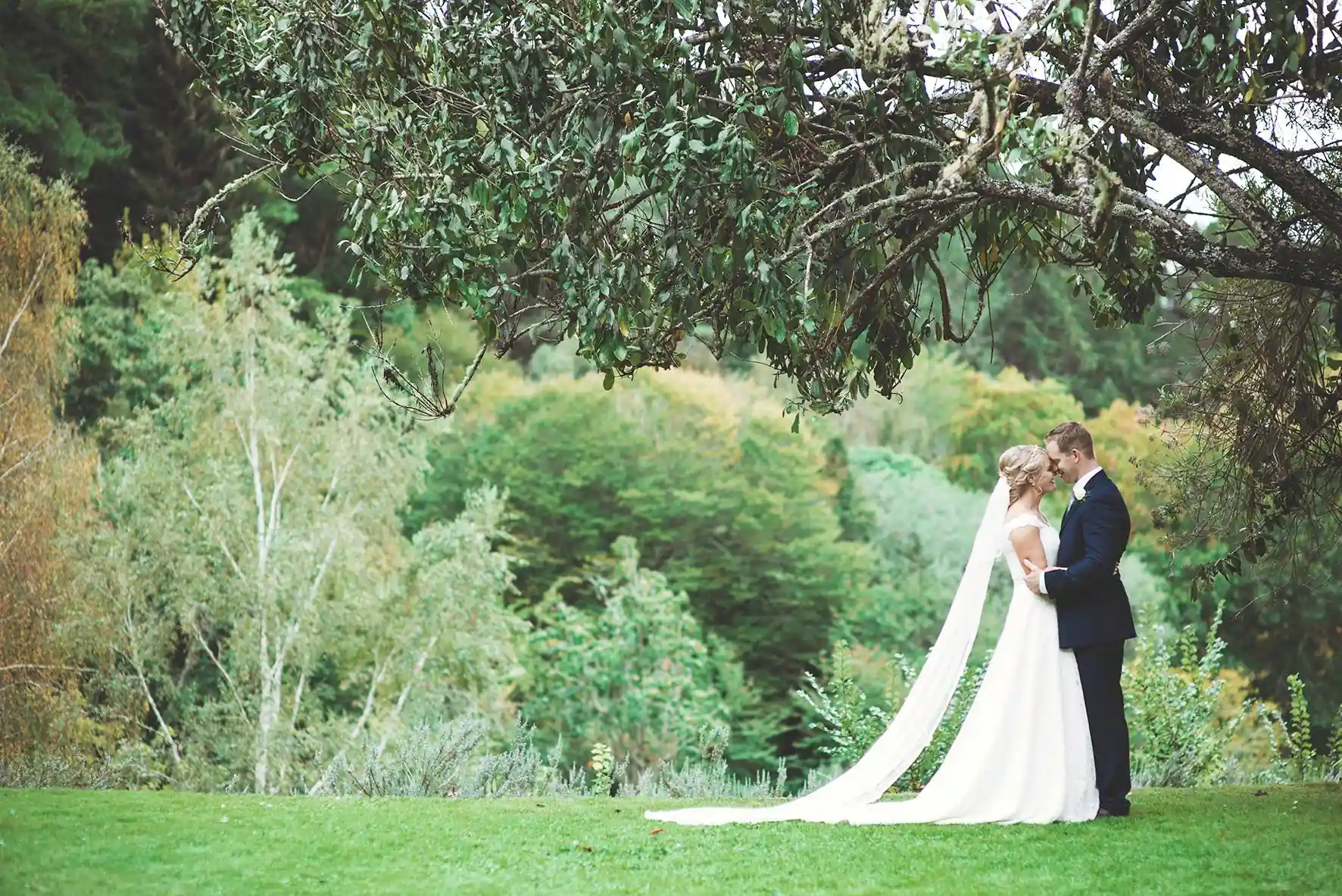 Wedding couple on the lawn under autumn-coloured overhanging tree at arboretum
